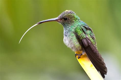 Hummingbird with tongue sticking out Photograph by Craig Lapsley - Fine Art America