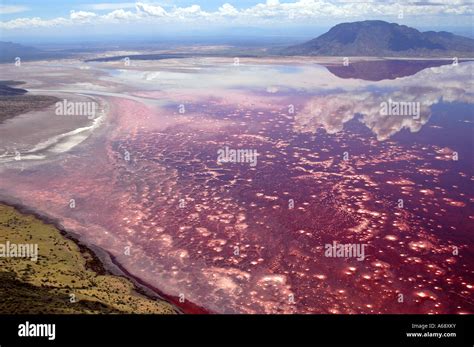 Aerial view of Lake Natron, Tanzania. The red pigment in the cyanobacteria produce the deep reds ...