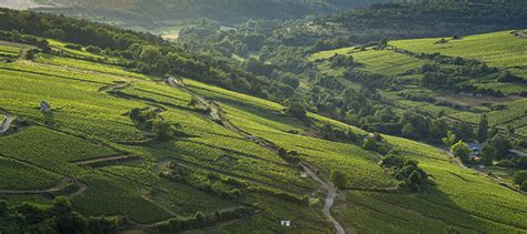 News - Video : The vineyard of Bourgogne seen from the sky - Bourgogne wines