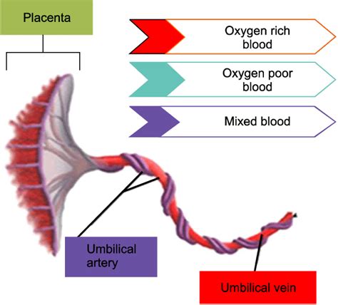 Umbilical Cord Diagram