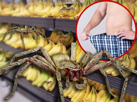 Supermarket Closed Over Fears of Spider Capable of Causing Permanent Erection