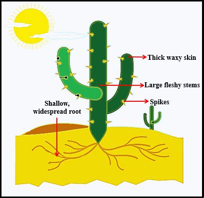 How are cactus adapted to survive in a dessert - Tutorix