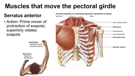 Pectoral girdle muscles - YouTube