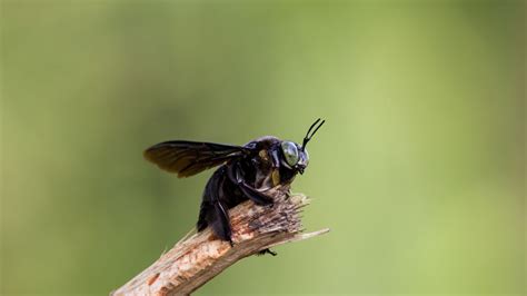 What are the Dangerous (and Not so Bad) Flying Insects in Florida?