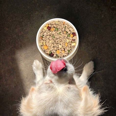 Kabo Dog Food Review: My Experience After 1 Year of Feeding This Fresh ...