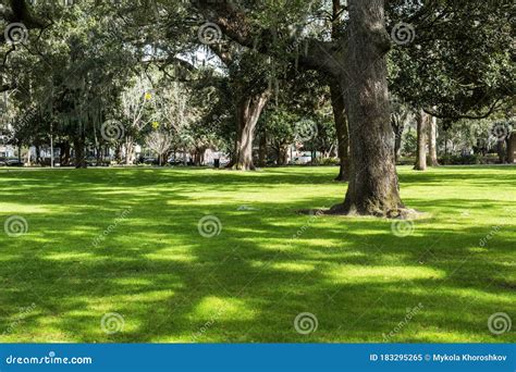 Famous Live Southern Live Oaks Covered in Spanish Moss Growing in Savannah`s Historic Squares ...