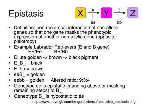 PPT - Gene Interaction PowerPoint Presentation, free download - ID:4060042