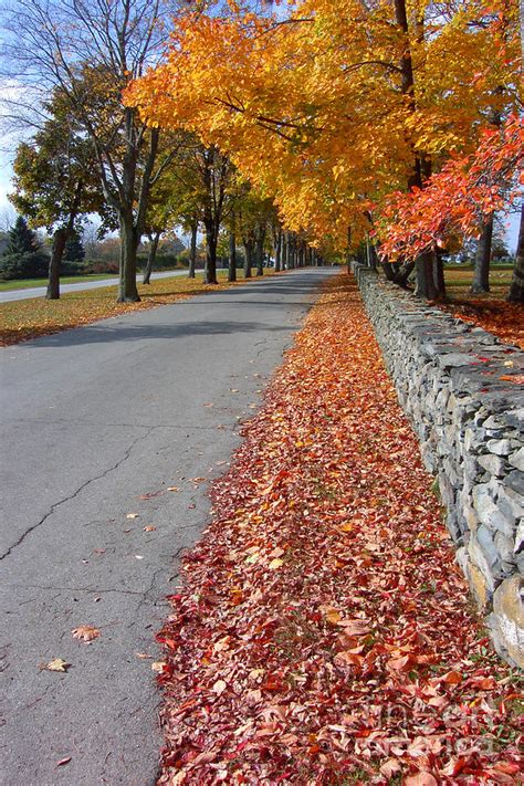 Autumn street Photograph by Mike Nellums - Fine Art America