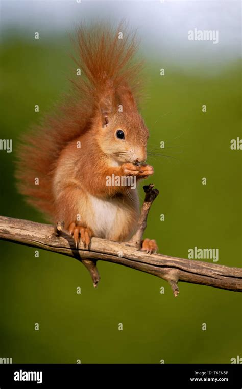 Seed eating animals hi-res stock photography and images - Alamy