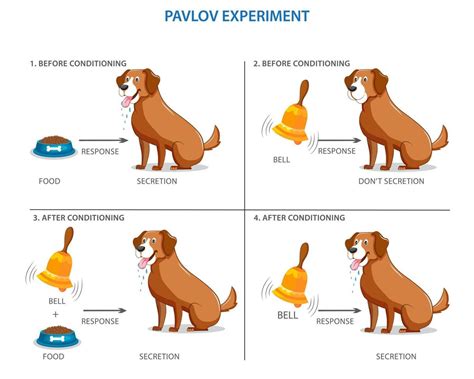 Pavlov's experiment on the dog, conditional mechanisms 21669887 Vector ...