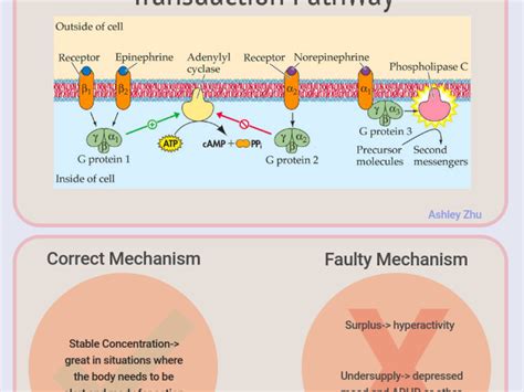 Epinephrine & Norepinephrine by Sravya Borra - Infogram