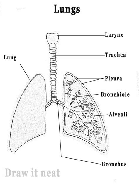 Blank Diagram Of The Lungs