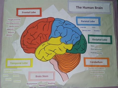 Human brain explained - Ygraph