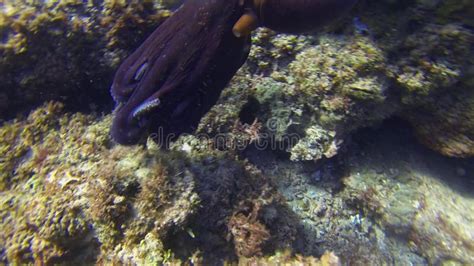 Octopus Close Up Swimming. Colourful Octopi Camouflage & Dangerous Marine Life Stock Video ...