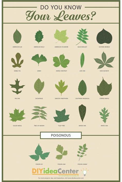 Leaf Identification Chart [Infographic] | Leaf identification, Tree ...