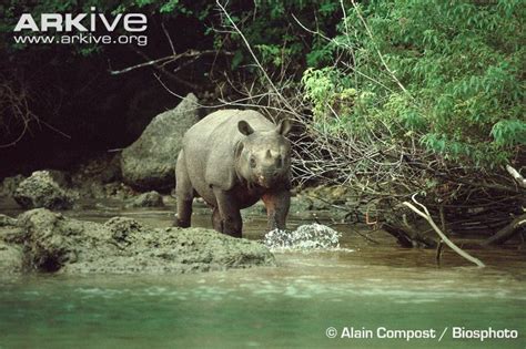 A Javan Rhino Encounter In Ujung Kulon - Global Wildlife Conservation