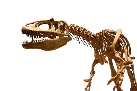 State Fossil: Saurophaganax Maximus | Prehistoric animals, Fossils, Dinosaur fossils