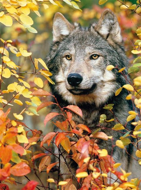 Autumn Gray Wolf, 300 Pieces, RoseArt | Puzzle Warehouse