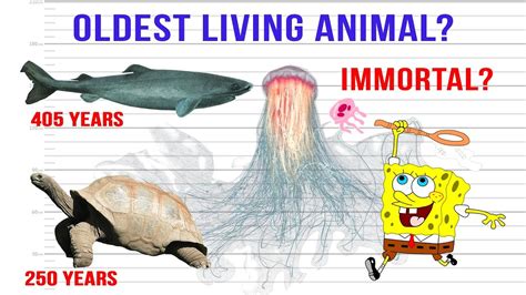 Oldest living Animals in the world - YouTube