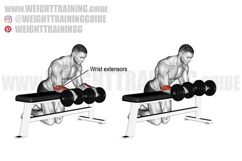 Dumbbell reverse wrist curl over bench exercise instructions and video