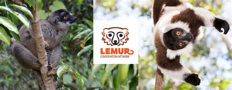 Home – Lemur Conservation Network