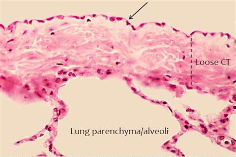 Mesothelium Histology