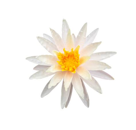 670+ Lotus Flowers Floating Top View Stock Photos, Pictures & Royalty ...