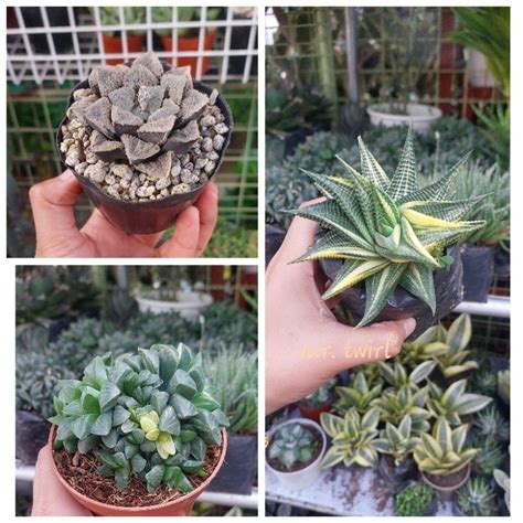 Rare Haworthia Varieties | Shopee Philippines