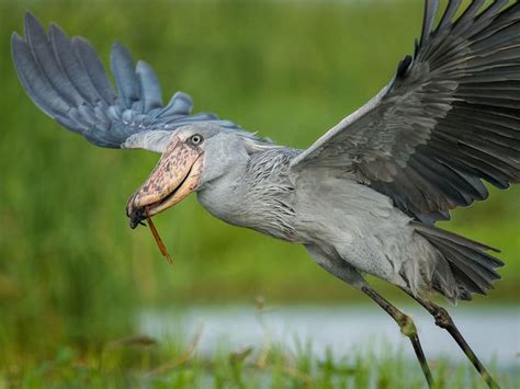 What Do Shoebills Eat? (Shoebill Stork Diet) | Birdfact