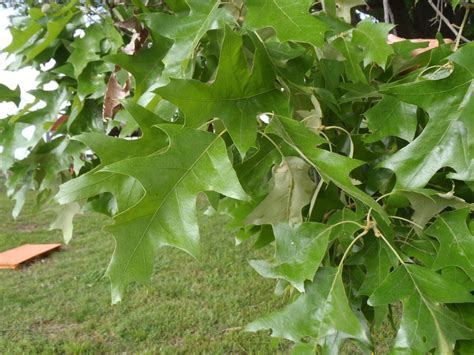 Quercus falcata SOUTHERN RED OAK 12 SPANISH OAK ACORNS Seeds & Bulbs Home