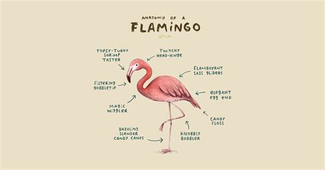 Anatomy of a Flamingo - Flamingo - T-Shirt | TeePublic