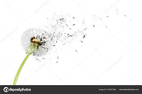 Dandelion Blowing Seeds Light Background Stock Photo by ©billiondigital ...