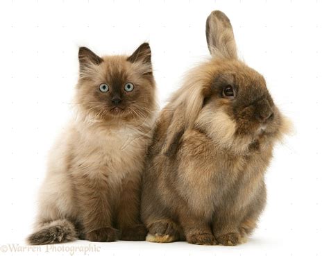 Pets: Chocolate kitten and Lionhead rabbit photo WP14636