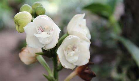 ¿Hay varias especies de la Flor del Espíritu Santo? | Panamá América