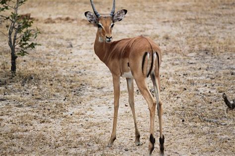 Gazelle Africa Safari - Free photo on Pixabay