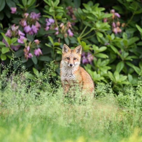 How To Stop Fox Poo In Garden | Fasci Garden