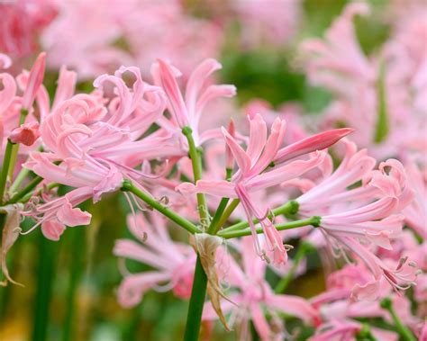 Nerine bowdenii 'Flügel' Bulbs — Buy salmon guernsey lilies online at Farmer Gracy UK