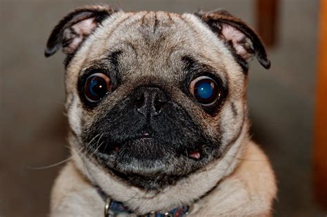 Pug Dog | Name: Piglet. Generally, I do not like small dogs.… | Alex Brown | Flickr