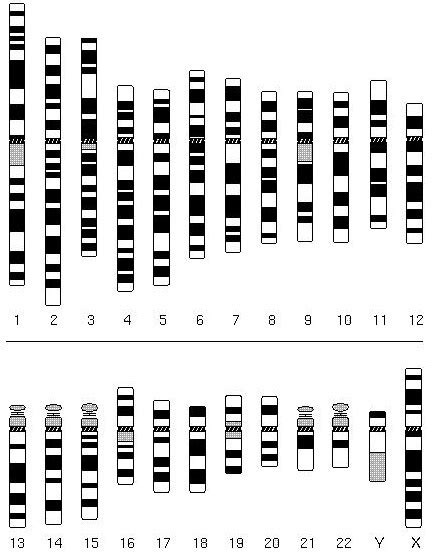 Difference between karyotype and Idiogram