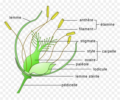 Wind Pollinated Flowers Diagram, HD Png Download - vhv