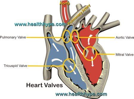 Heart Valves (Mitral, Tricuspid, Aortic, Pulmonary) Function ...