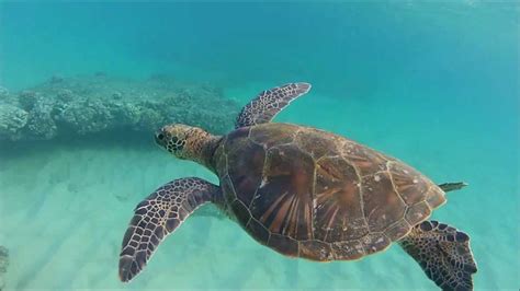 Green Sea Turtles - Napili, Maui - YouTube