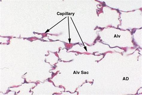 Histology Lung Capillaries