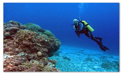 Top 5 Dive Spots in Cebu, Philippines | Cebu City Tour