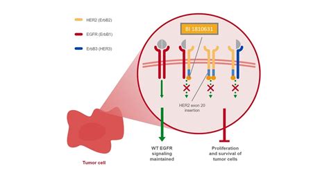 HER2 TKI | InOncology – Boehringer Ingelheim