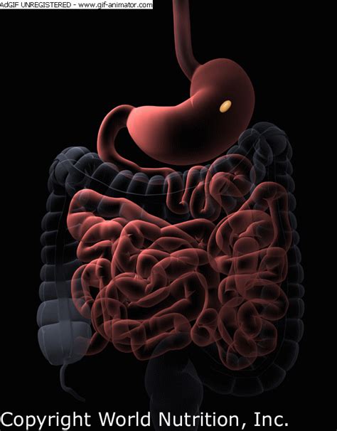 Digestive System Animation Gif