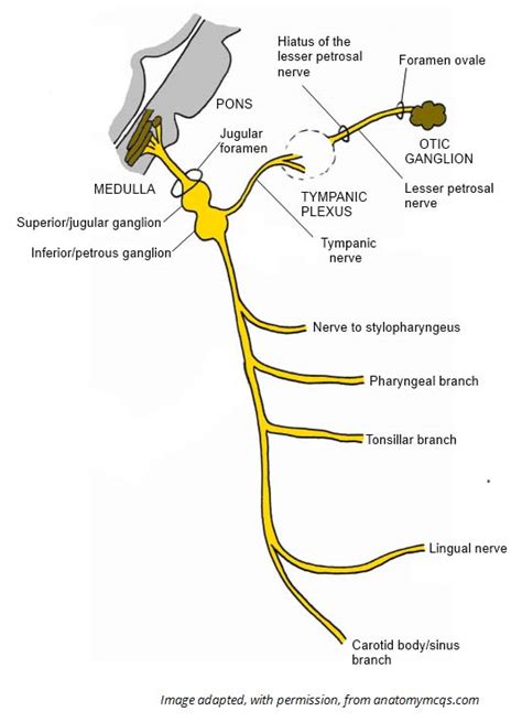 glossopharyngeal nerve – Liberal Dictionary