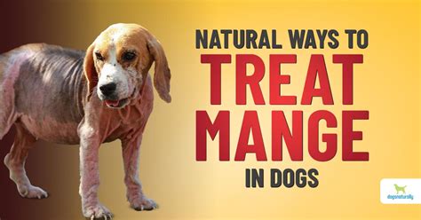 8 Natural Ways To Fight Mange In Dogs - Dogs Naturally