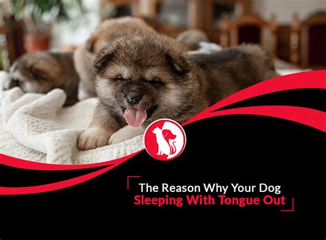 The Reason Why Your Dog Sleeping With Tongue Out