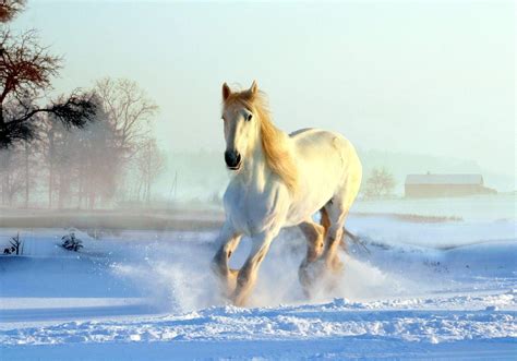 Winter Horse Wallpapers - Top Free Winter Horse Backgrounds - WallpaperAccess